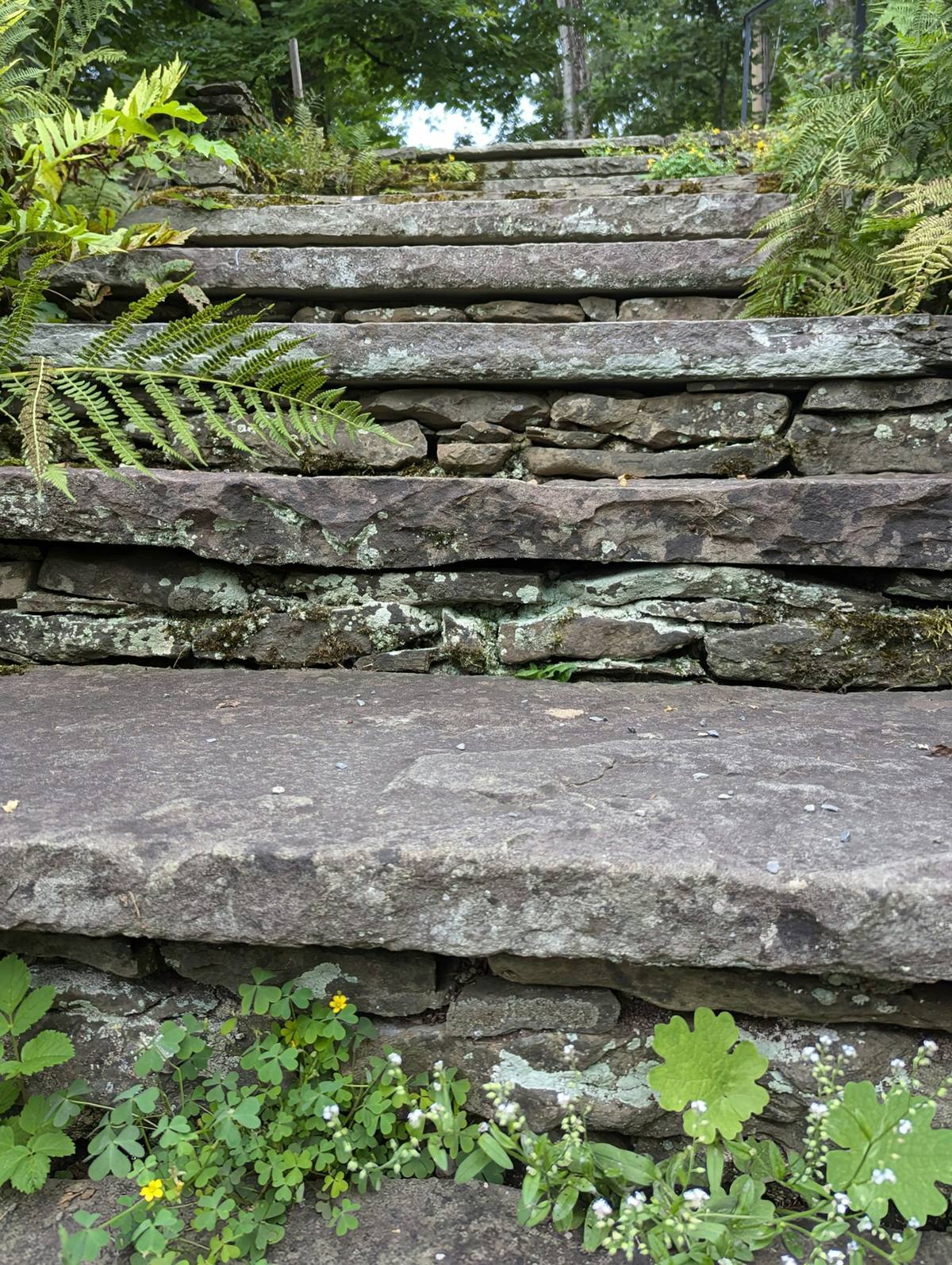 Weathered York stone steps edged with ferns, rising through a garden