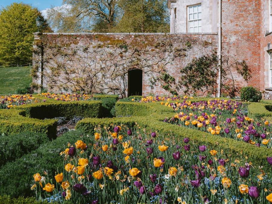 Walled garden with box hedging and tulips in front of an old brick and stone wall