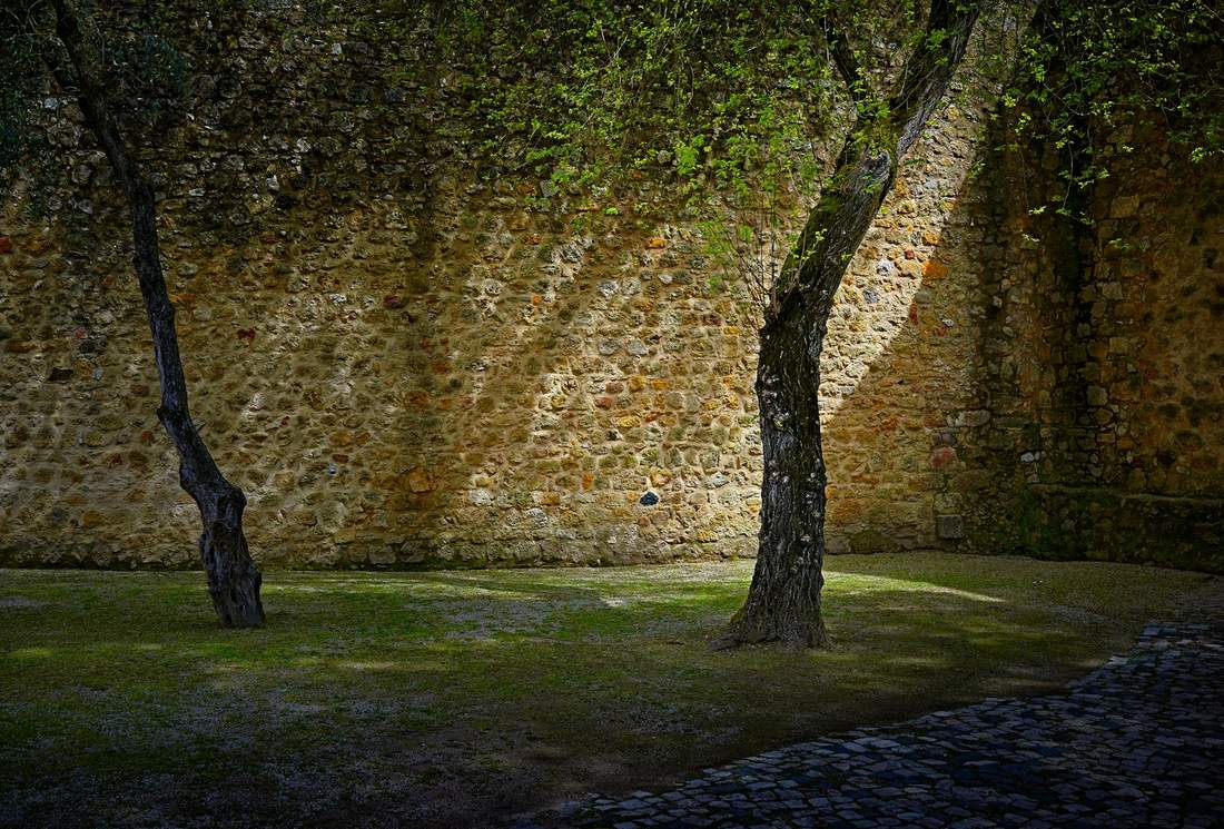 Two old trees against a tall weathered stone wall in soft light