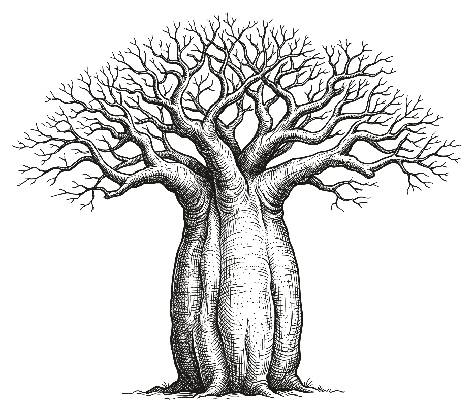 Pen and ink drawing of a baobab tree